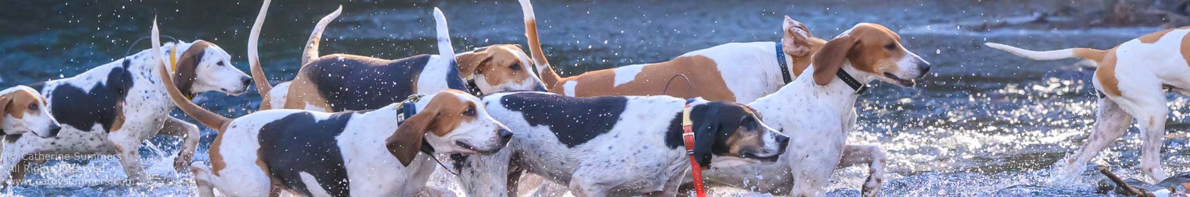 horizontal image pack of foxhounds crossing creek