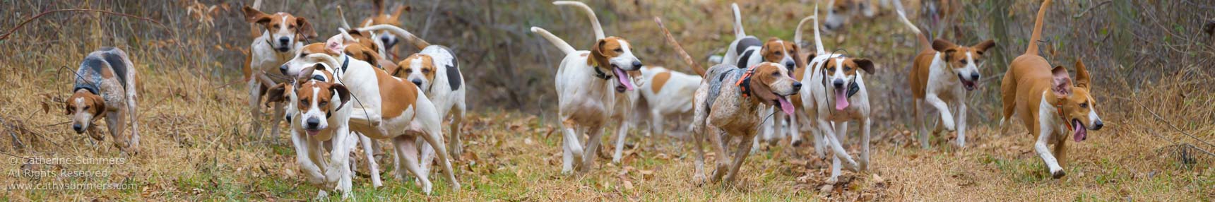horizontal image of hounds running toward camera