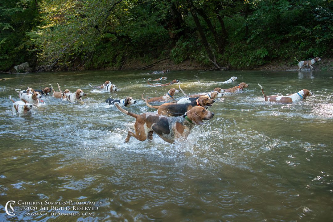 group of hounds crossing river