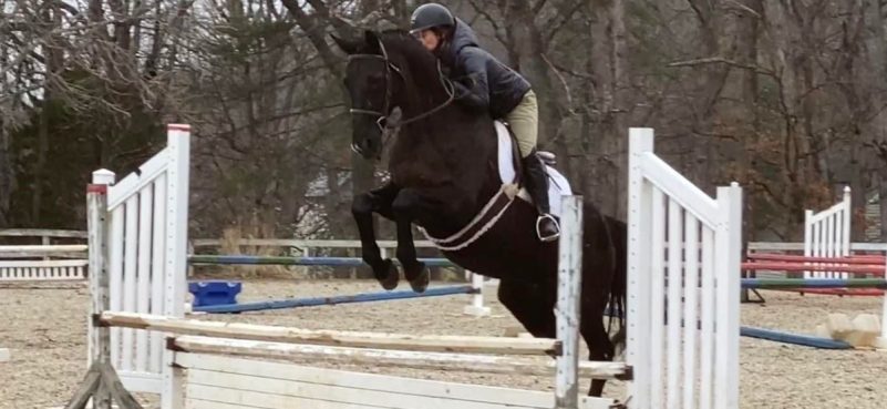bay horse and rider jumping
