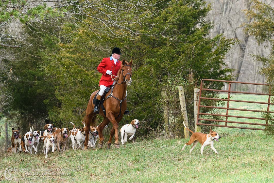 huntsman in red coat on chestnut horse with hounds navigating a gate