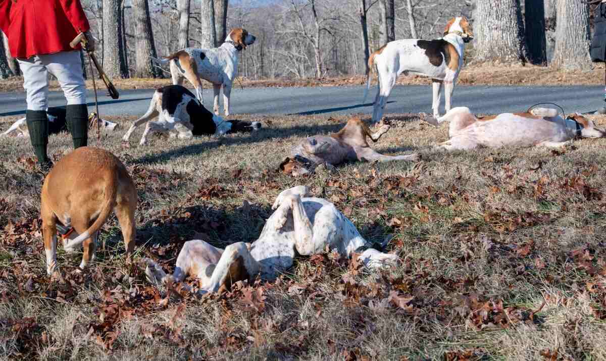 hound puppies rolling around on ground with huntsman